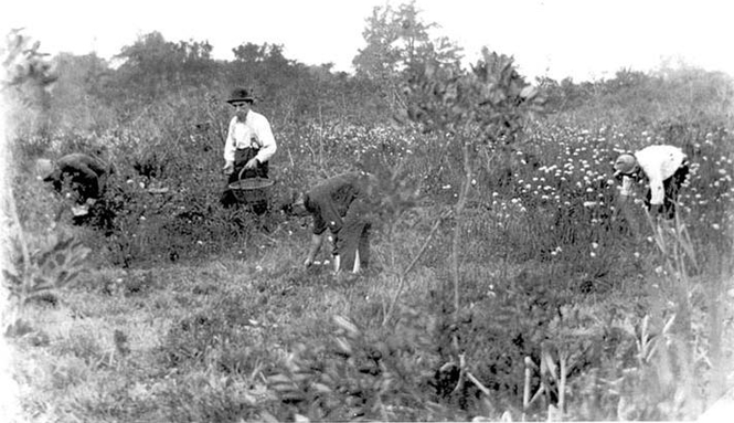 Cranberry Pickers