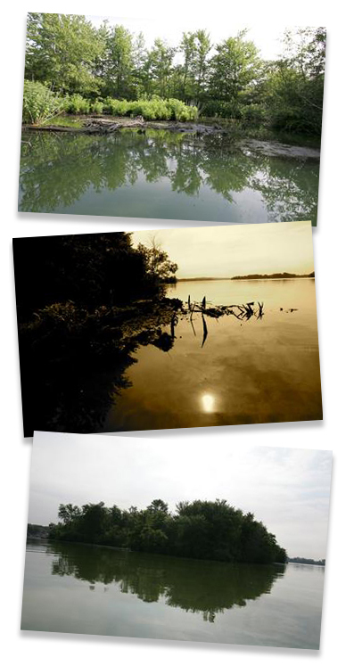 marsh flash